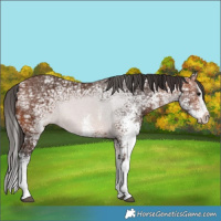 Horse Color:White Spotted Bay Ice Splash 