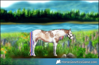 Horse Color:Painted White Spotted Silver Bay Onyx Splash Tobiano Rabicano 