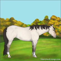 Horse Color:Sable Champagne Roan Dun