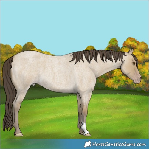 Horse Color:Classic Cream Champagne Roan Dun