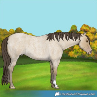 Horse Color:Classic Cream Champagne Roan Dun