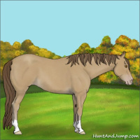 Horse Color:Classic Cream Champagne Roan
