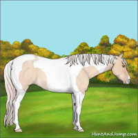 Horse Color:Silver Amber Champagne Roan Dun Tobiano