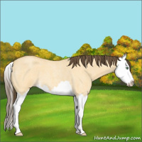 Horse Color:Amber Cream Champagne Roan Dun Splash 