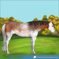 Horse Color:White Spotted Bay Splash Rabicano 