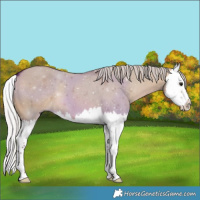 Horse Color:Silver Bay Dun Splash 