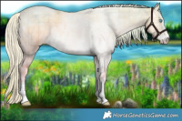 Horse Color:Plaid  Cremello Ice Roan Dun Mushroom Sabino 