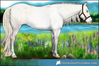 Horse Color:Plaid  Cremello Ice Roan Dun Mushroom Sabino 