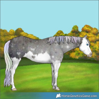 Horse Color:Nacre Midnight Silver Buckskin Ice Dun Splash Rabicano 