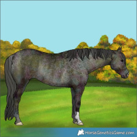 Horse Color:Midnight Bay Ice Onyx Rabicano