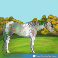 Horse Color:Nacre Bay Dun Tobiano Rabicano 