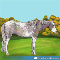 Horse Color:Nacre Silver Brown Dun Splash Tobiano 