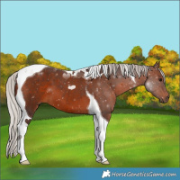 Horse Color:Silver Brown Tobiano 