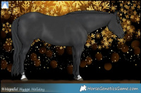 Horse Color:Black  and Black 