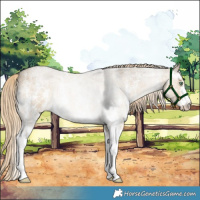 Horse Color:Chocolate Palomino Roan Dun Mushroom Sabino Rabicano 