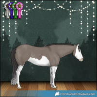 Horse Color:Smoky Grullo Splash 