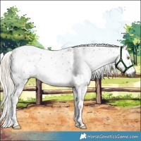 Horse Color:Gray Liver Chestnut Pearl Mushroom Sabino 