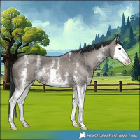 Horse Color:Grullo Sabino Splash