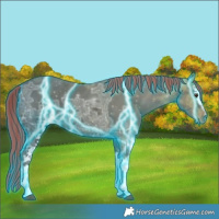 Horse Color:Thunderstruck White Spotted Liver Chestnut Ice 