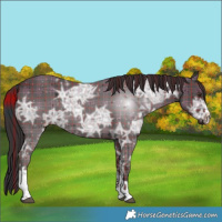 Horse Color:Plaid  White Spotted Liver Chestnut Ice 