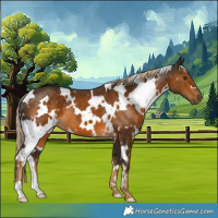 Horse Color:White Spotted Chocolate Palomino