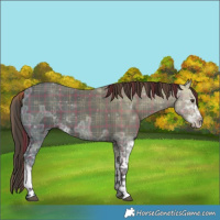 Horse Color:Plaid  Liver Chestnut Ice Sabino 