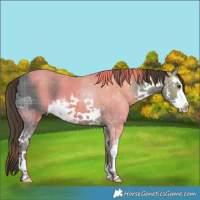 Horse Color:Plaid  White Spotted Liver Chestnut Ice 