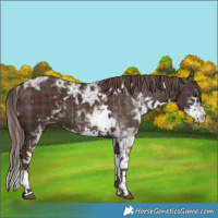 Horse Color:Plaid  Liver Chestnut Ice Sabino 