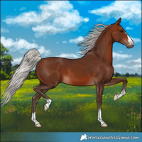 Horse Color:Silver Bay 