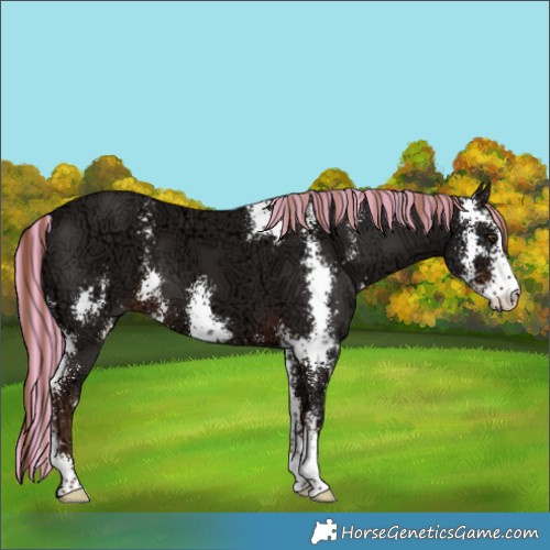 Horse Color:Painted Liver Chestnut Ice Sabino 