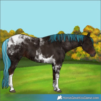 Horse Color:Painted Liver Chestnut Ice Tobiano 
