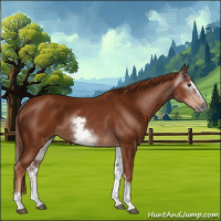 Horse Color:Gray White Spotted Chestnut Splash 