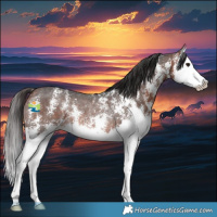 Horse Color:Bay Sabino Splash Rabicano 