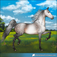 Horse Color:Gray Bay 
