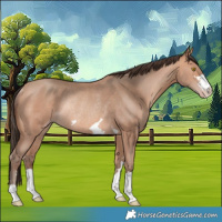 Horse Color:Amber Champagne Rabicano 