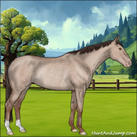 Horse Color:Classic Champagne Dun Rabicano