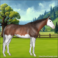 Horse Color:Brown Splash Rabicano