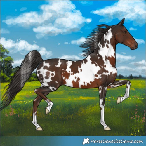 Horse Color:White Spotted Liver Chestnut