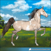 Horse Color:White Spotted Amber Champagne Dun Rabicano