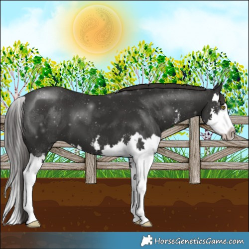 Horse Color:White Spotted Liver Chestnut Splash 