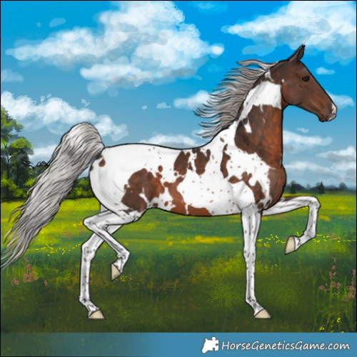 Horse Color:White Spotted Silver Brown Tobiano