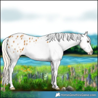 Horse Color:Palomino Appaloosa