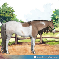 Horse Color:Liver Red Dun Tobiano 