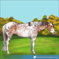 Horse Color:Chocolate Bay Ice Sabino Splash Tobiano 