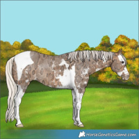 Horse Color:Silver Buckskin Ice Sabino Splash Tobiano Rabicano 