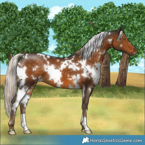 Horse Color:White Spotted Chocolate Palomino 