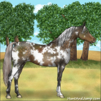 Horse Color:White Spotted Chocolate Palomino 