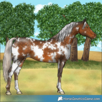 Horse Color:White Spotted Chocolate Palomino 