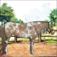 Horse Color:White Spotted Liver Red Dun Tobiano 