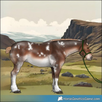 Horse Color:White Spotted Liver Chestnut